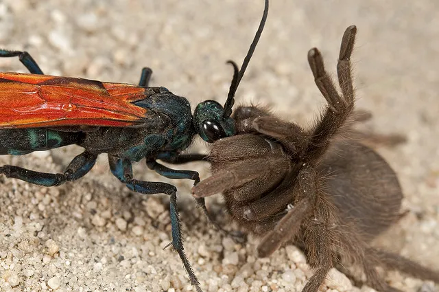 15287 tarantula hawk florida male