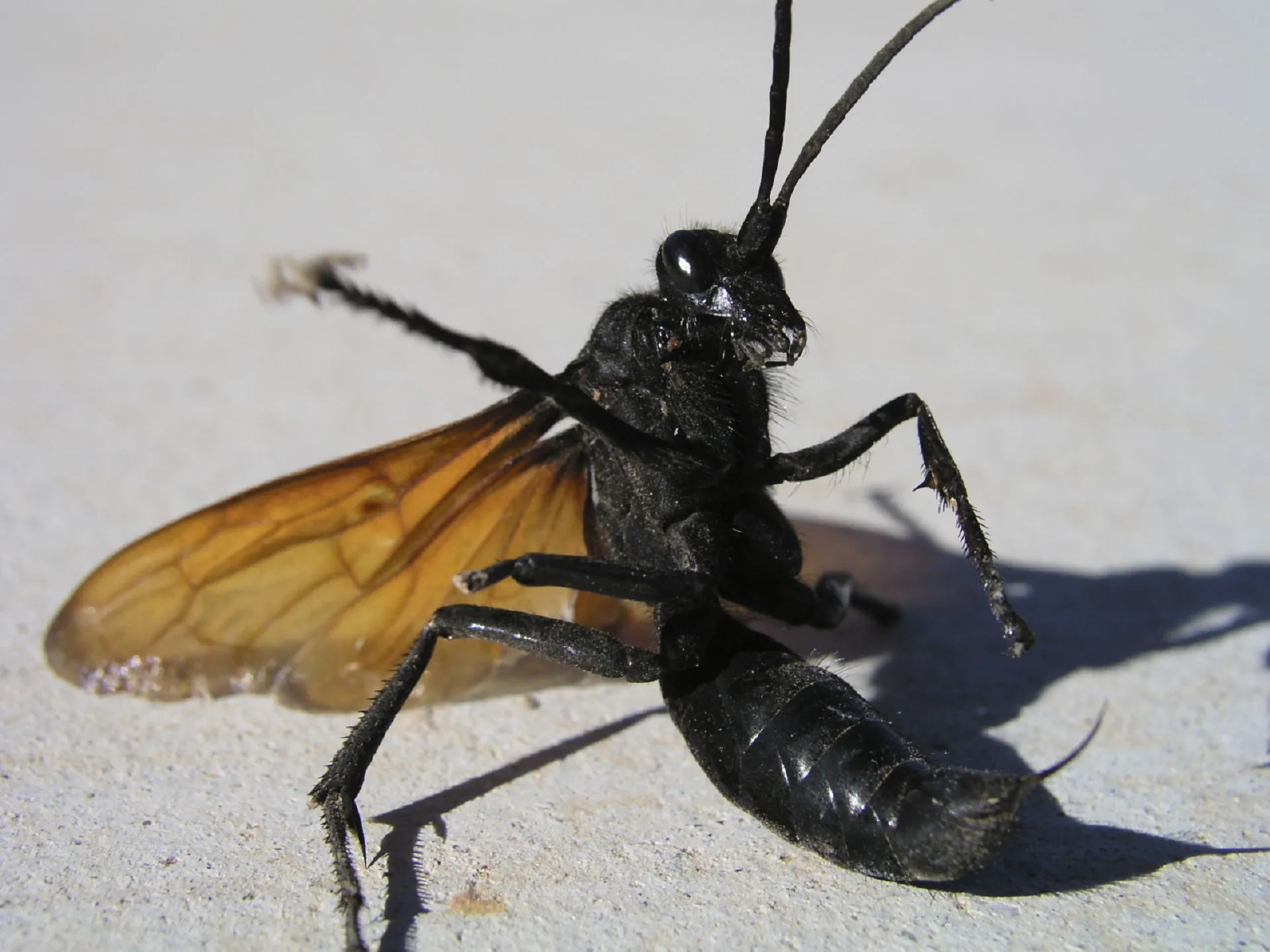 15287 tarantula hawk florida nest