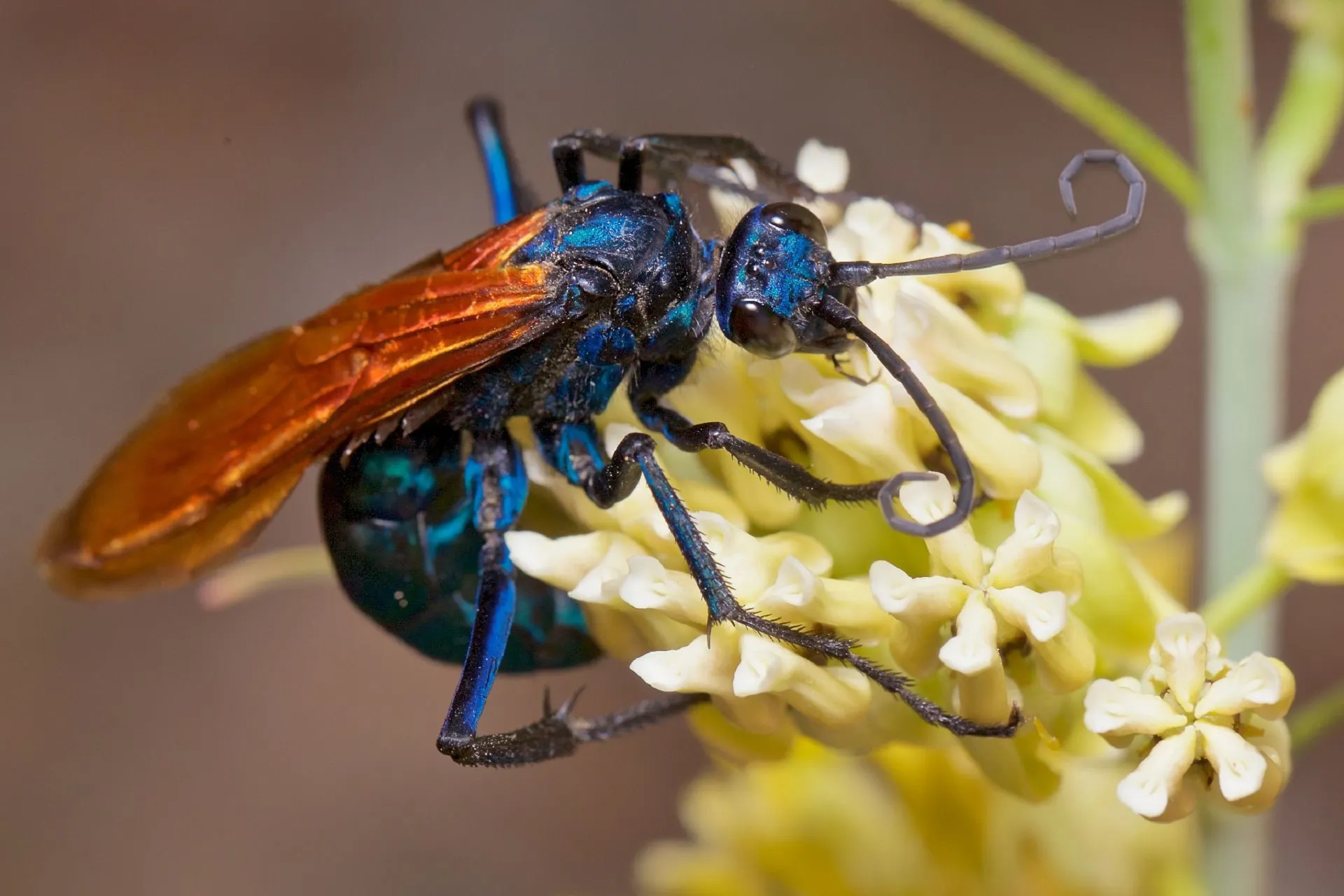 15287 tarantula hawk florida prey