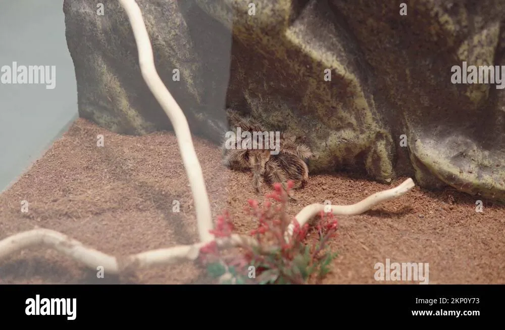 15289 bird eating tarantula