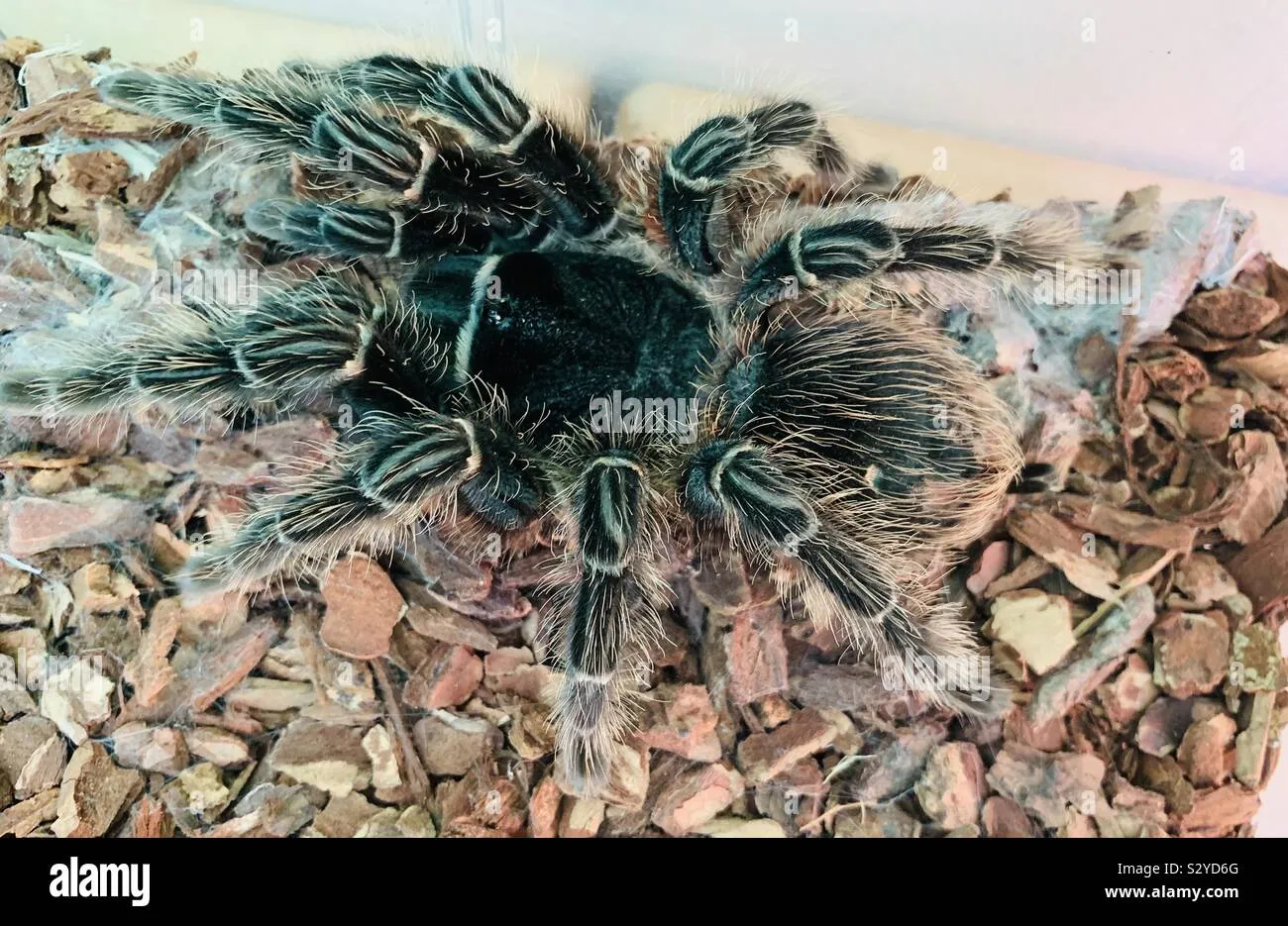 15289 tarantula exoskeleton