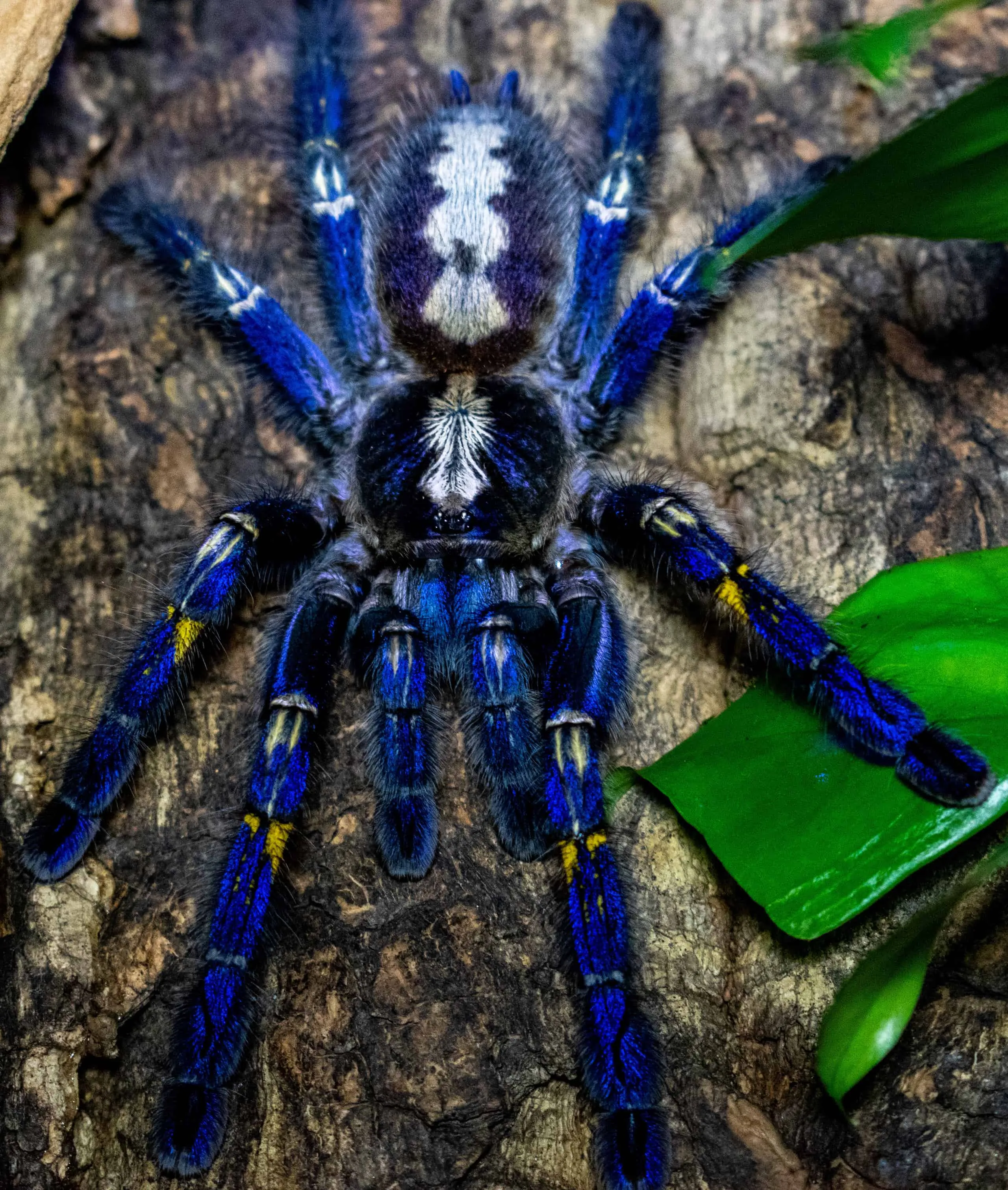 15291 hp tarantula molting