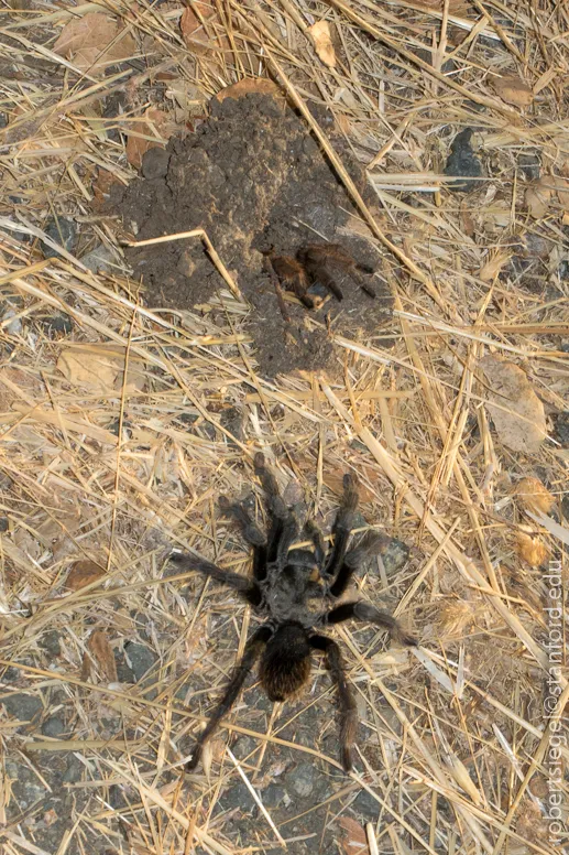 15291 hp tarantula overview