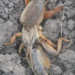 /img/15292-mole-cricket-damage.webp