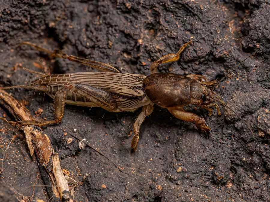 15292 mole cricket diet