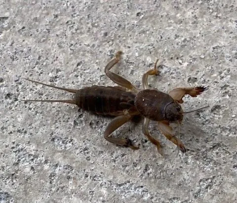 15292 mole cricket life cycle