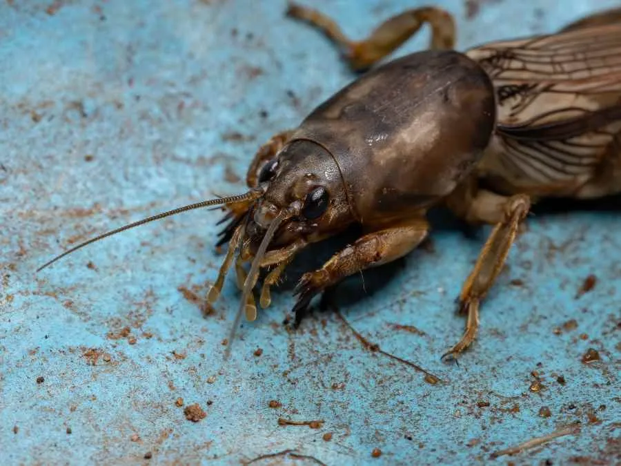 15292 tarantula island ecosystem