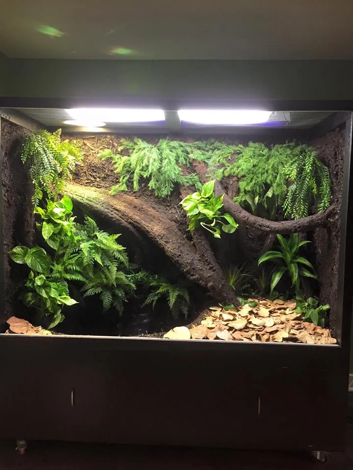 15293 tarantula enclosure cleaning