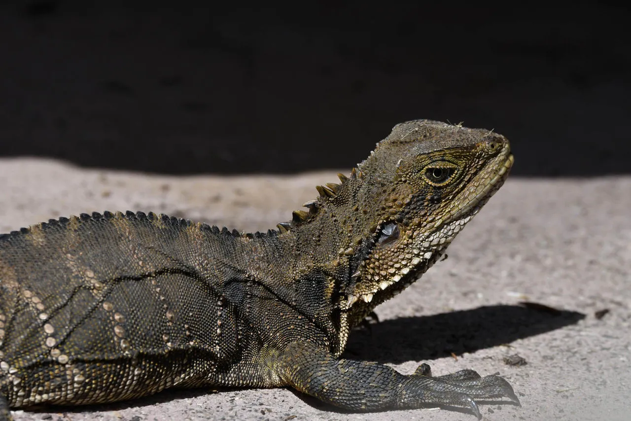 15293 tarantula substrate