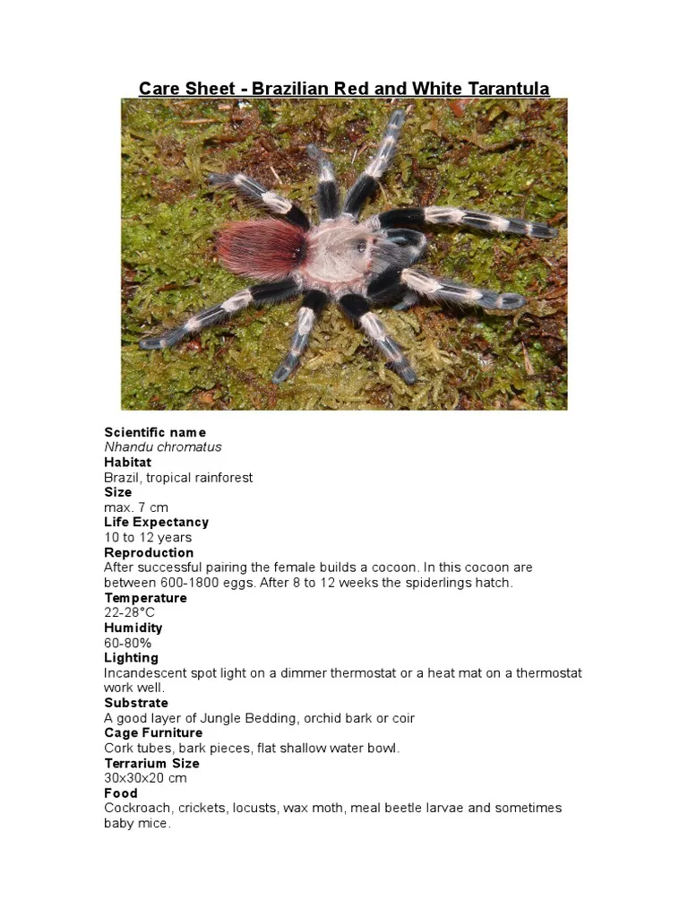 15298 white striped tarantula drinking water