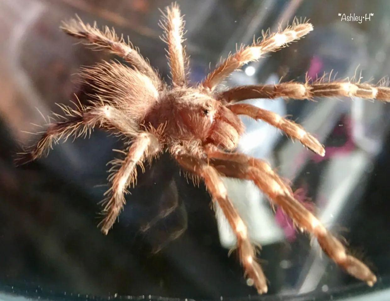 15298 white striped tarantula enclosure