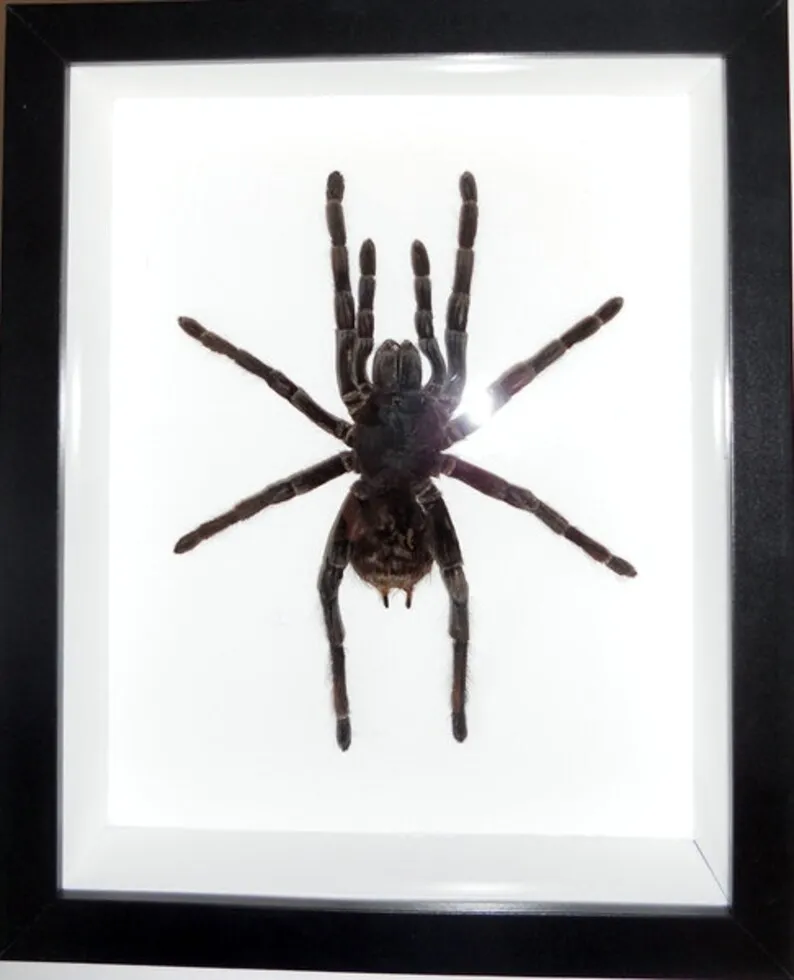 15298 white striped tarantula molting