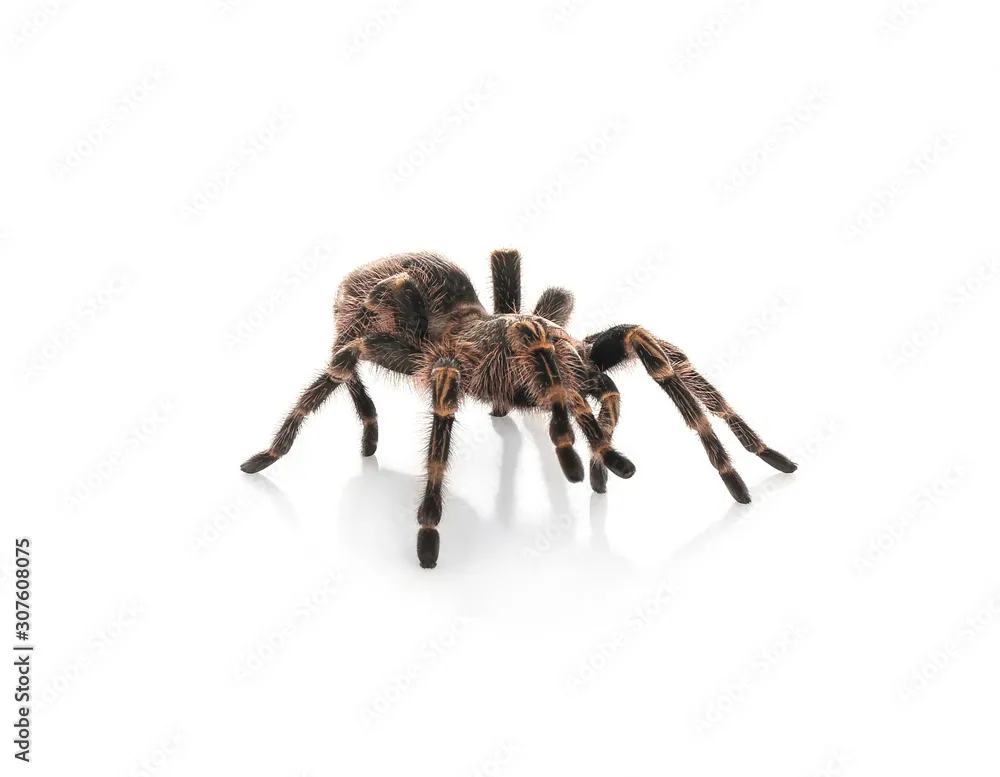 /img/15298-white-striped-tarantula-substrate.webp