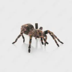 /img/15298-white-striped-tarantula-substrate.webp