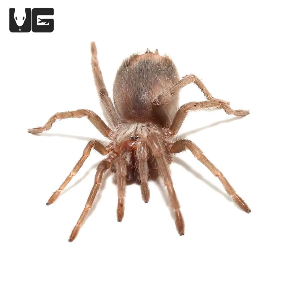 15299 salmon birdeater tarantula appearance