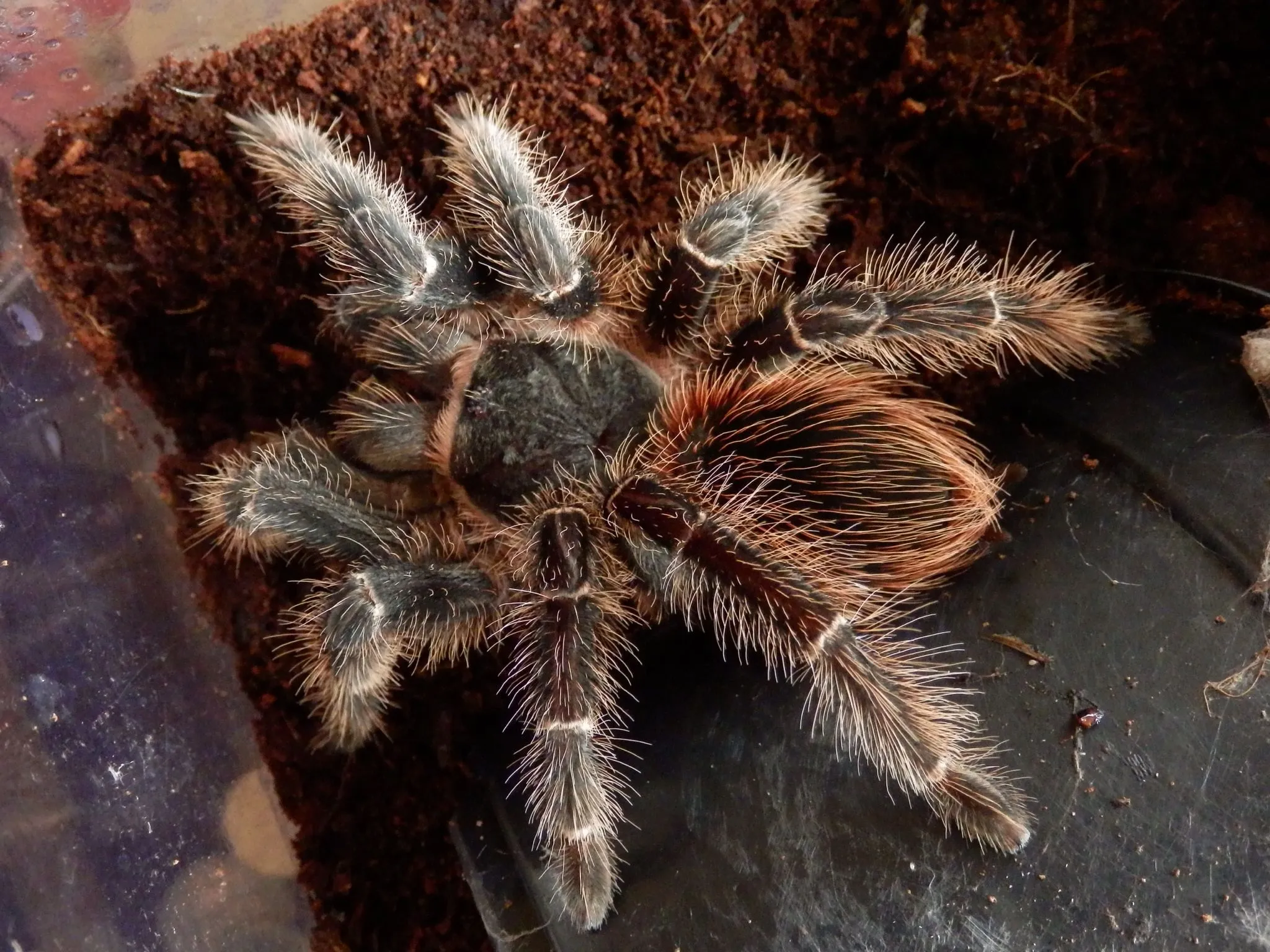 /img/15299-salmon-birdeater-tarantula-breeding.webp
