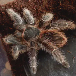 /img/15299-salmon-birdeater-tarantula-breeding.webp