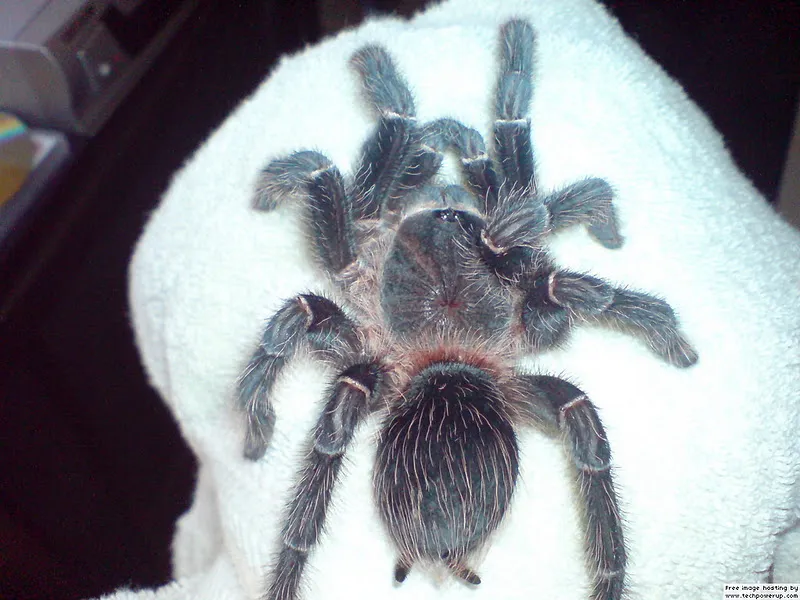 15299 salmon birdeater tarantula feeding