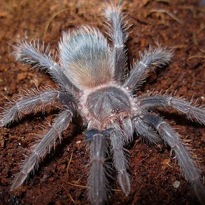 15299 salmon birdeater tarantula handling