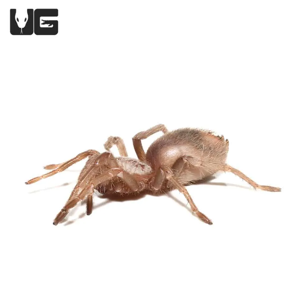 15299 salmon birdeater tarantula molting