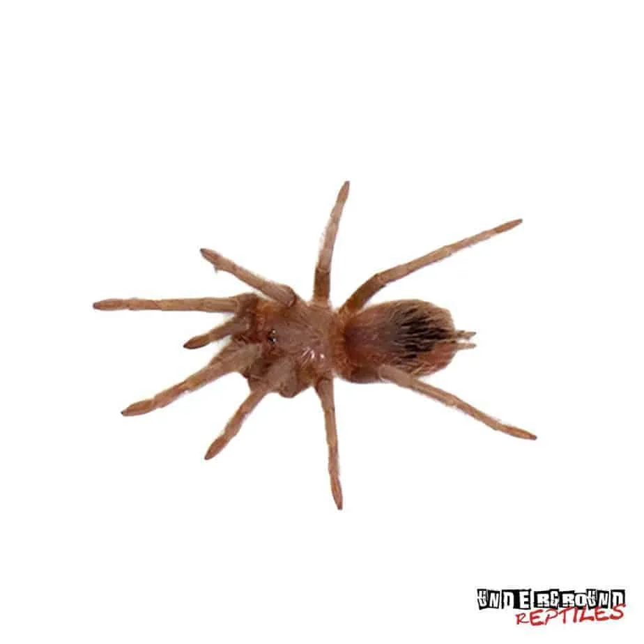 15299 salmon birdeater tarantula overview