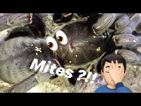 15301 tarantula mites overview