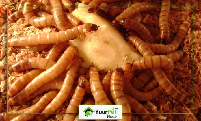 15303 superworm food