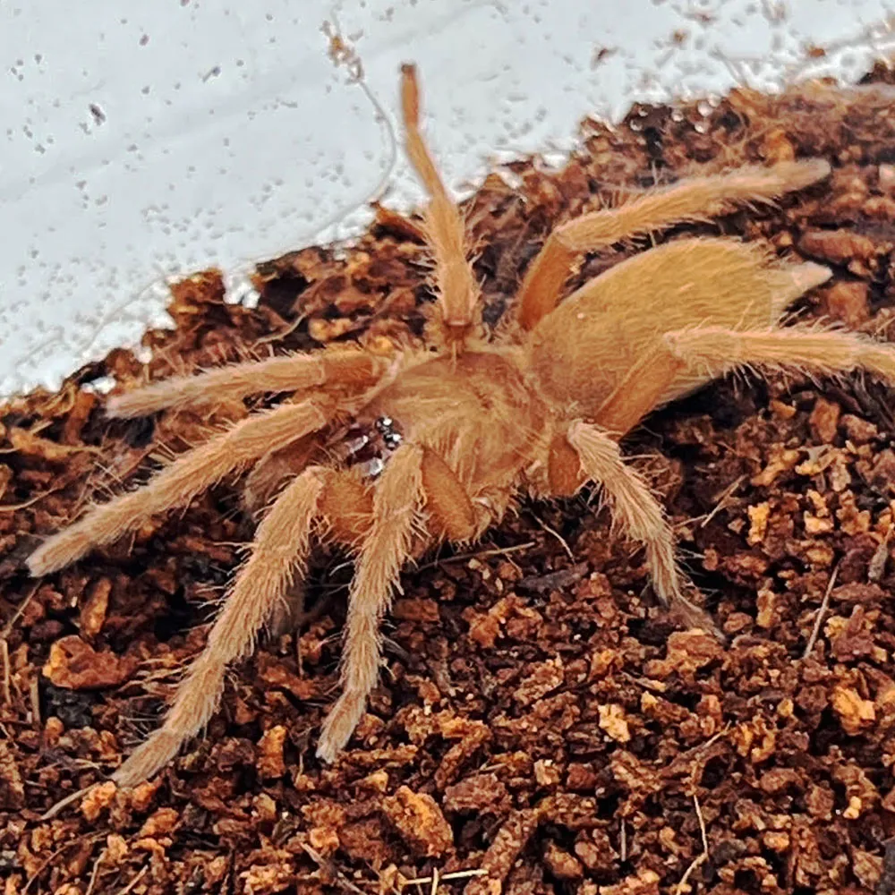 15303 superworm larvae