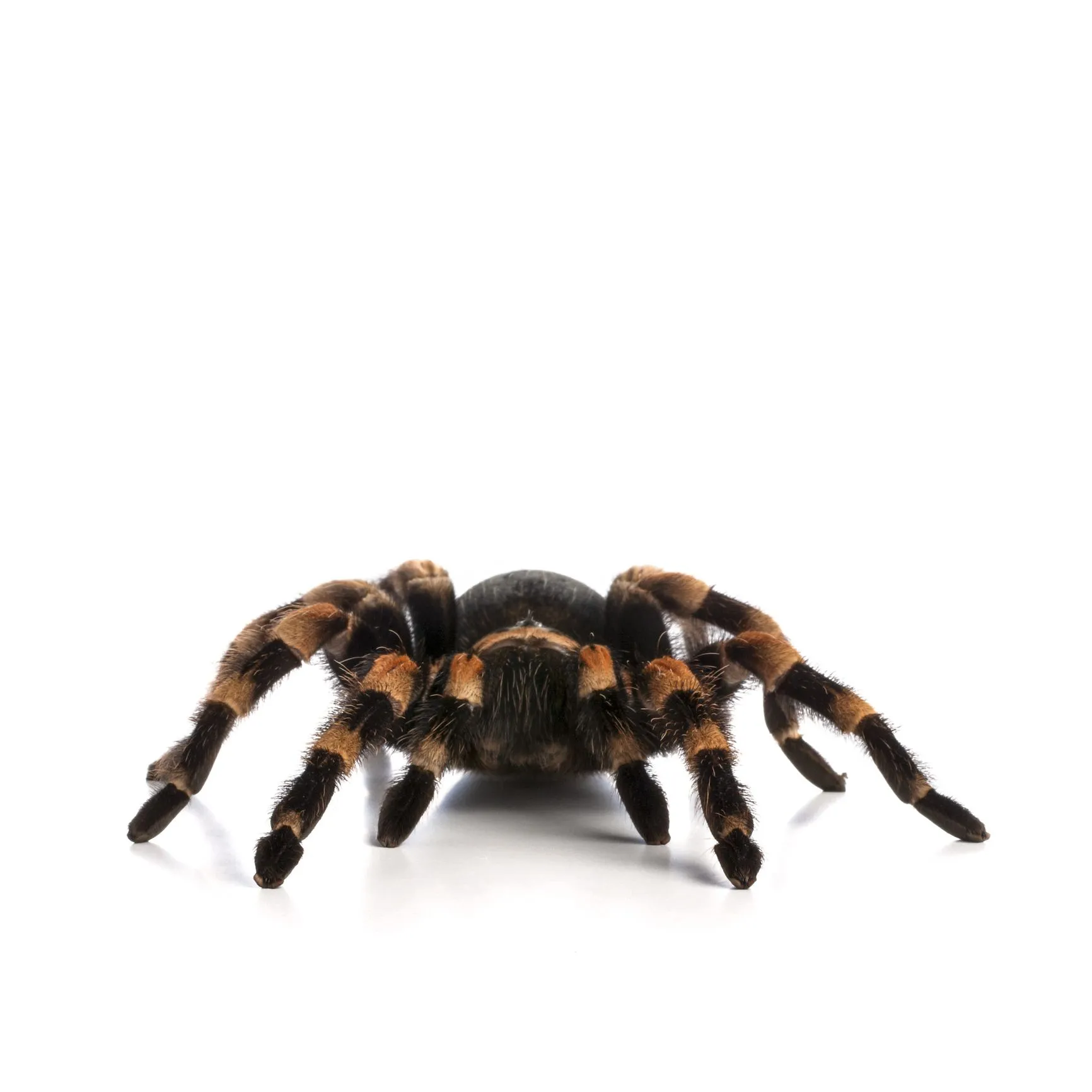 15304 pinktoe tarantula