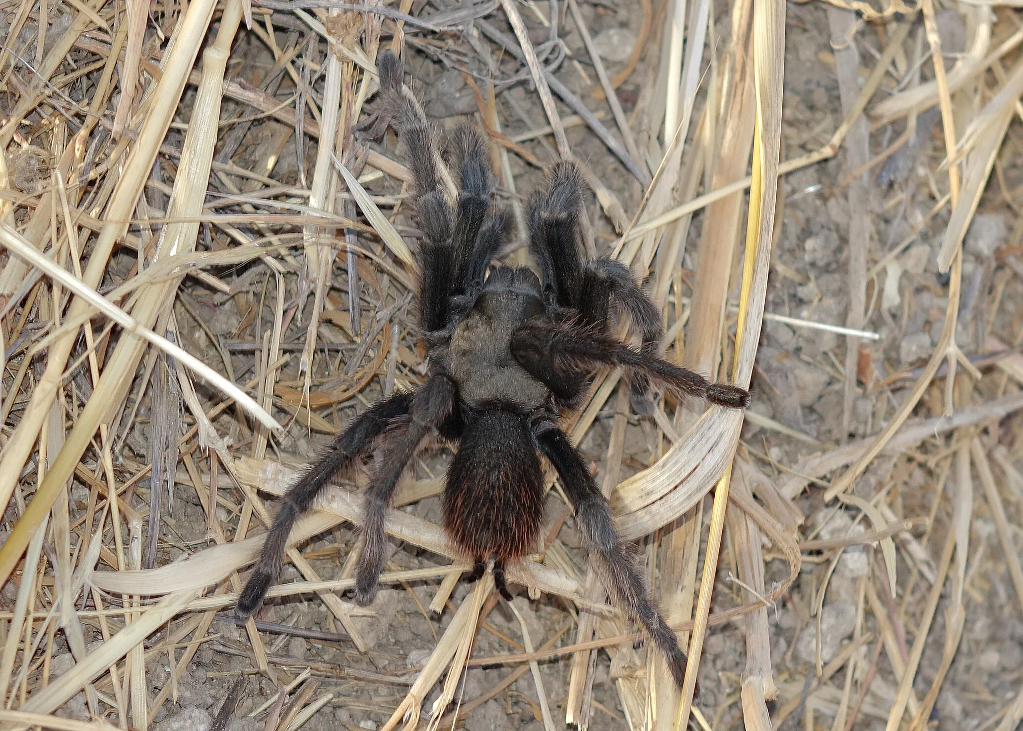 15305 essential supplies