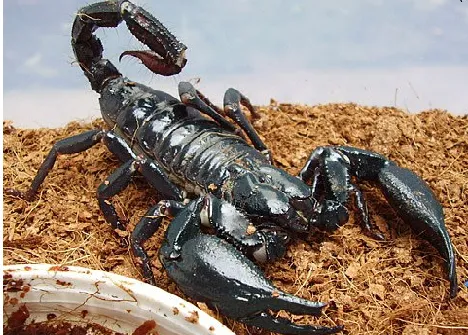 15305 safe observation