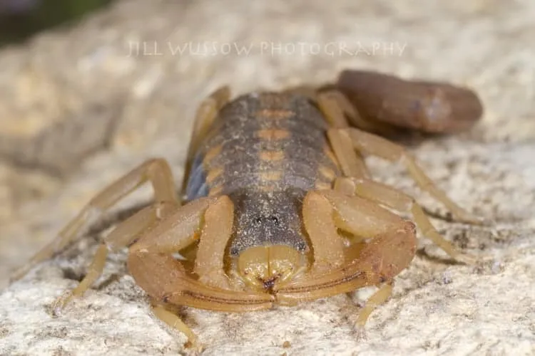 15305 tarantula identification