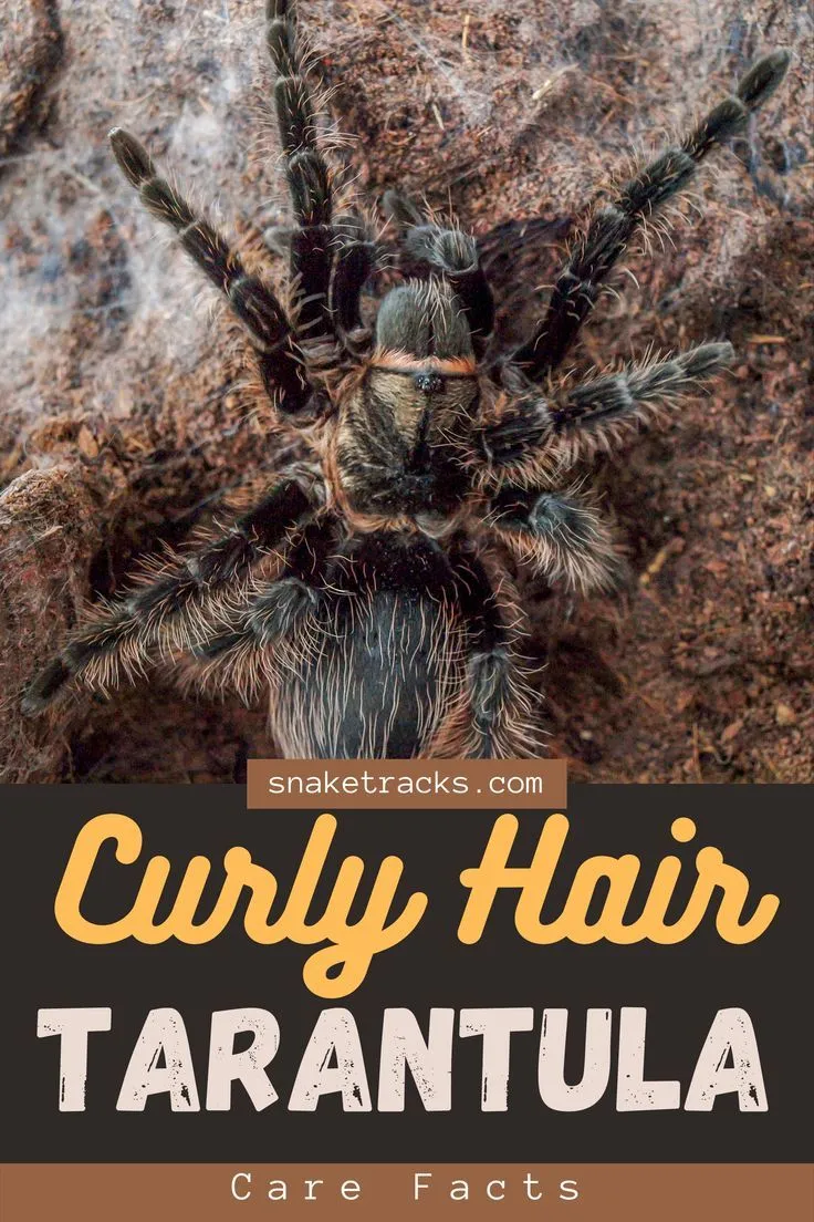 15306 curly hair tarantula feeding