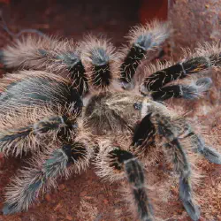 /img/15306-curly-hair-tarantula-health.webp