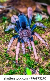15307 feeding tarantula