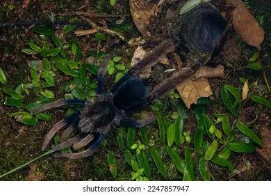 15307 handling tarantula