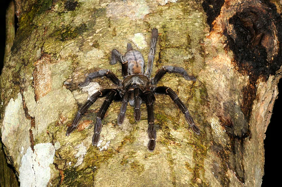 /img/15307-tarantula-breeding.webp