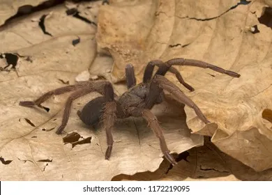 15307 tarantula species malaysia