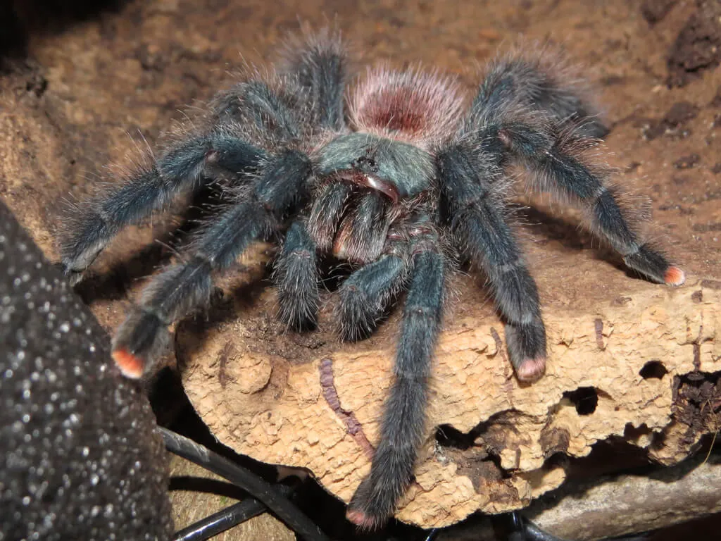 15308 pink toe tarantula decorations