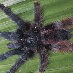 /img/15308-pink-toe-tarantula-feeding.webp
