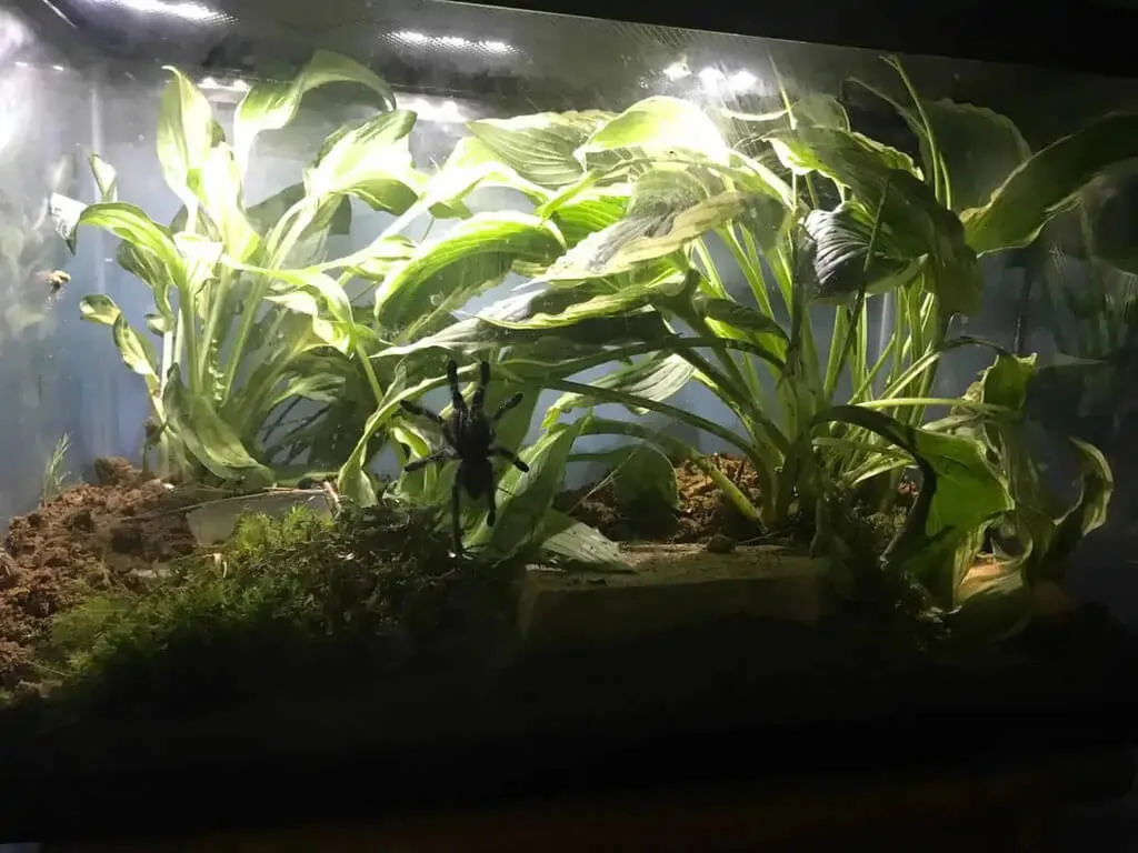 15308 pink toe tarantula ventilation