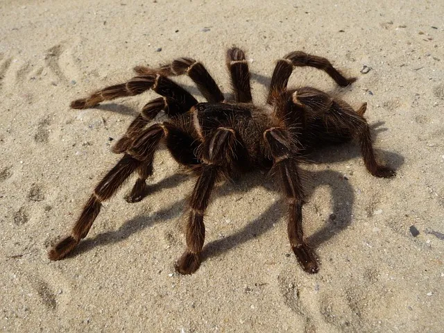 /img/15309-tarantula-spider-closeup.webp