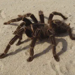 /img/15309-tarantula-spider-closeup.webp