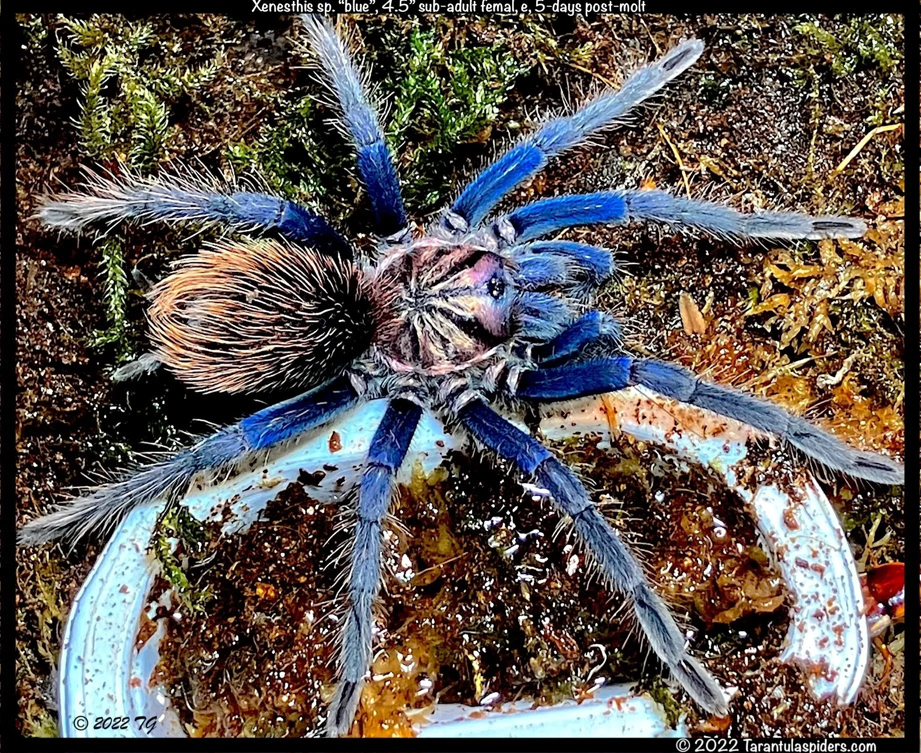 15309 tarantula spider feeding