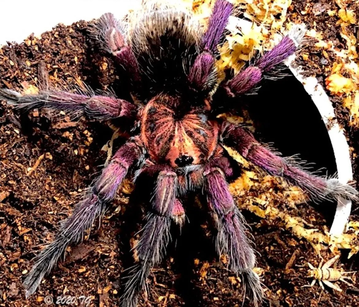 15309 tarantula spider habitat