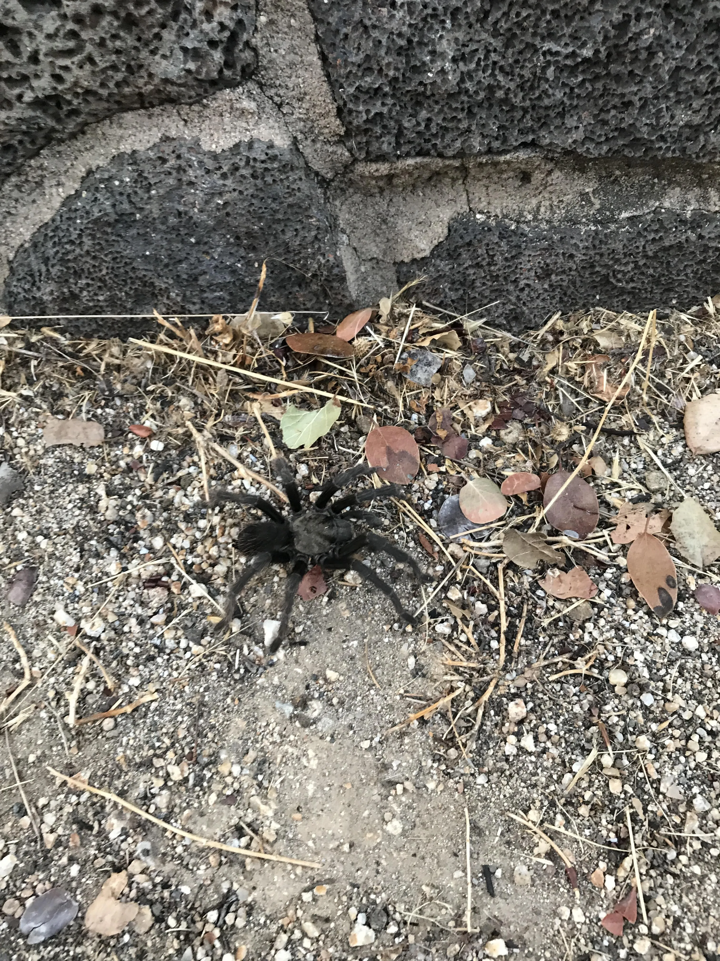 15310 tarantula mating image3