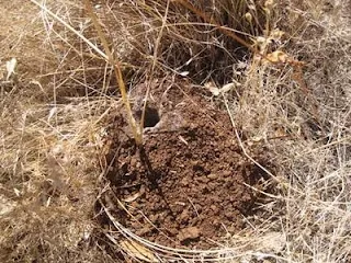 15310 tarantula safety image5