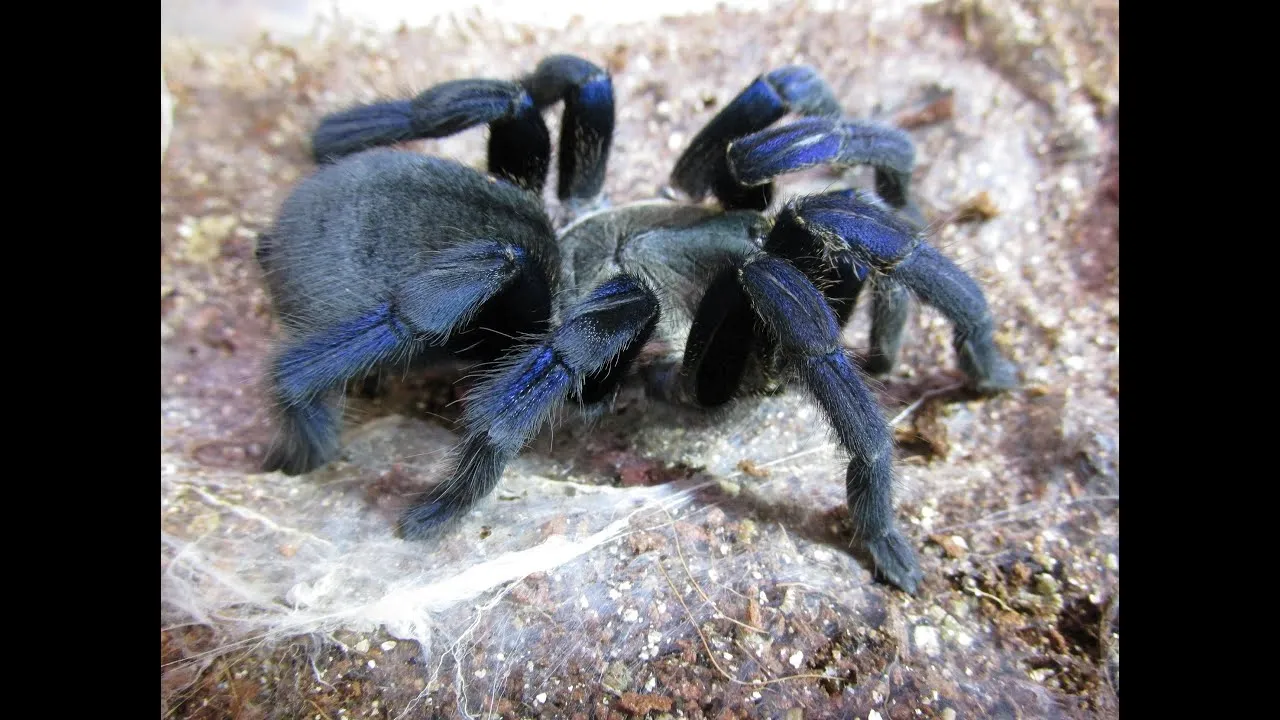 15311 cobalt blue tarantula eating