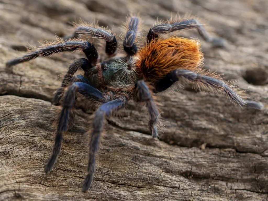15311 molting tarantula