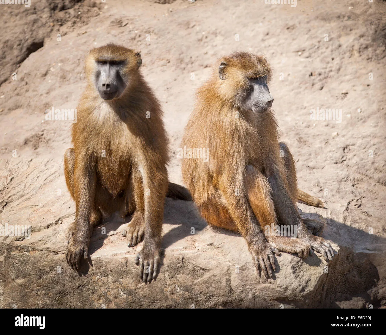 15312 baboon tarantula mating image3